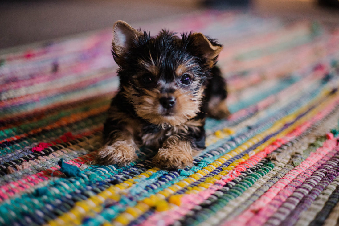 Puppy Training 101: A Guide to Raising a Well-Behaved Pup