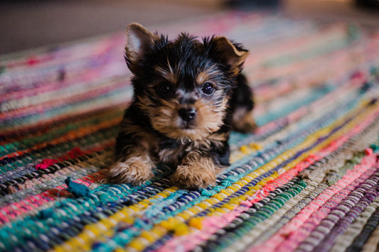 Puppy Training 101: A Guide to Raising a Well-Behaved Pup