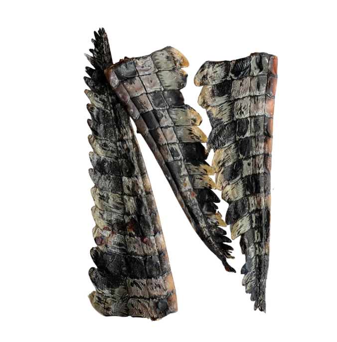 Crocodile Tail