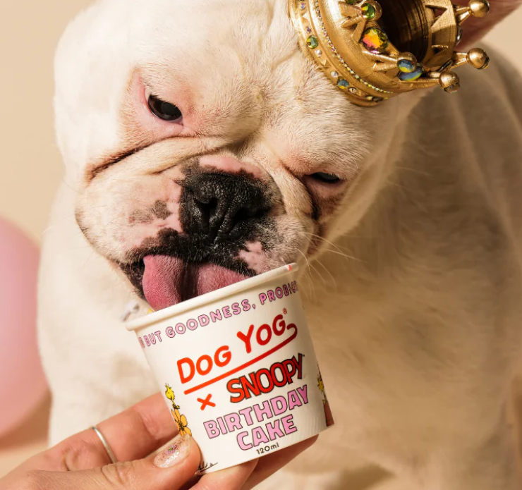 Dog Yog Cultured Ice Cream for Dogs