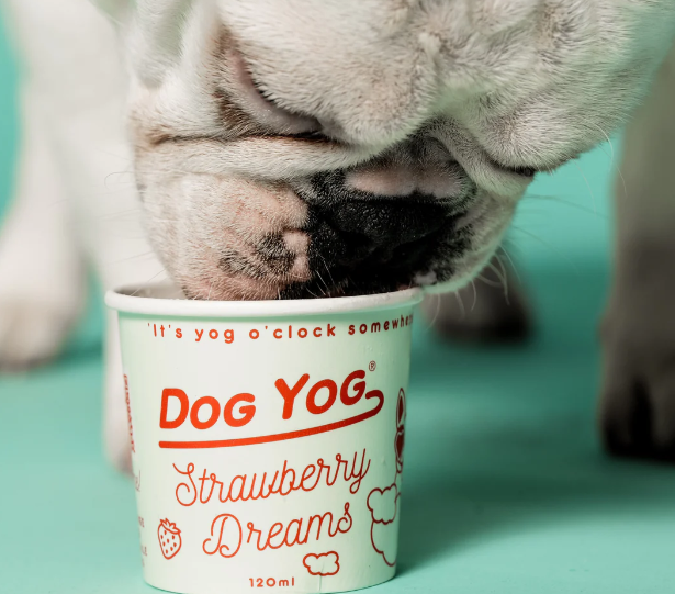 Dog Yog Cultured Ice Cream for Dogs