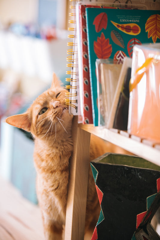 Purr-fect Happiness: Unveiling the Secrets to Cat Contentment