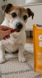 A small white and tan dog sits on a patterned rug indoors while a human hand offers it a treat. A of Bark Road Chicken Breast dog treats is visible on the right side of the frame.
