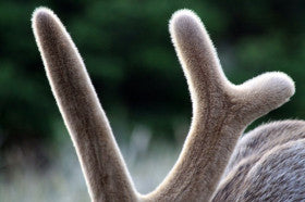 Deer Antler with velvet