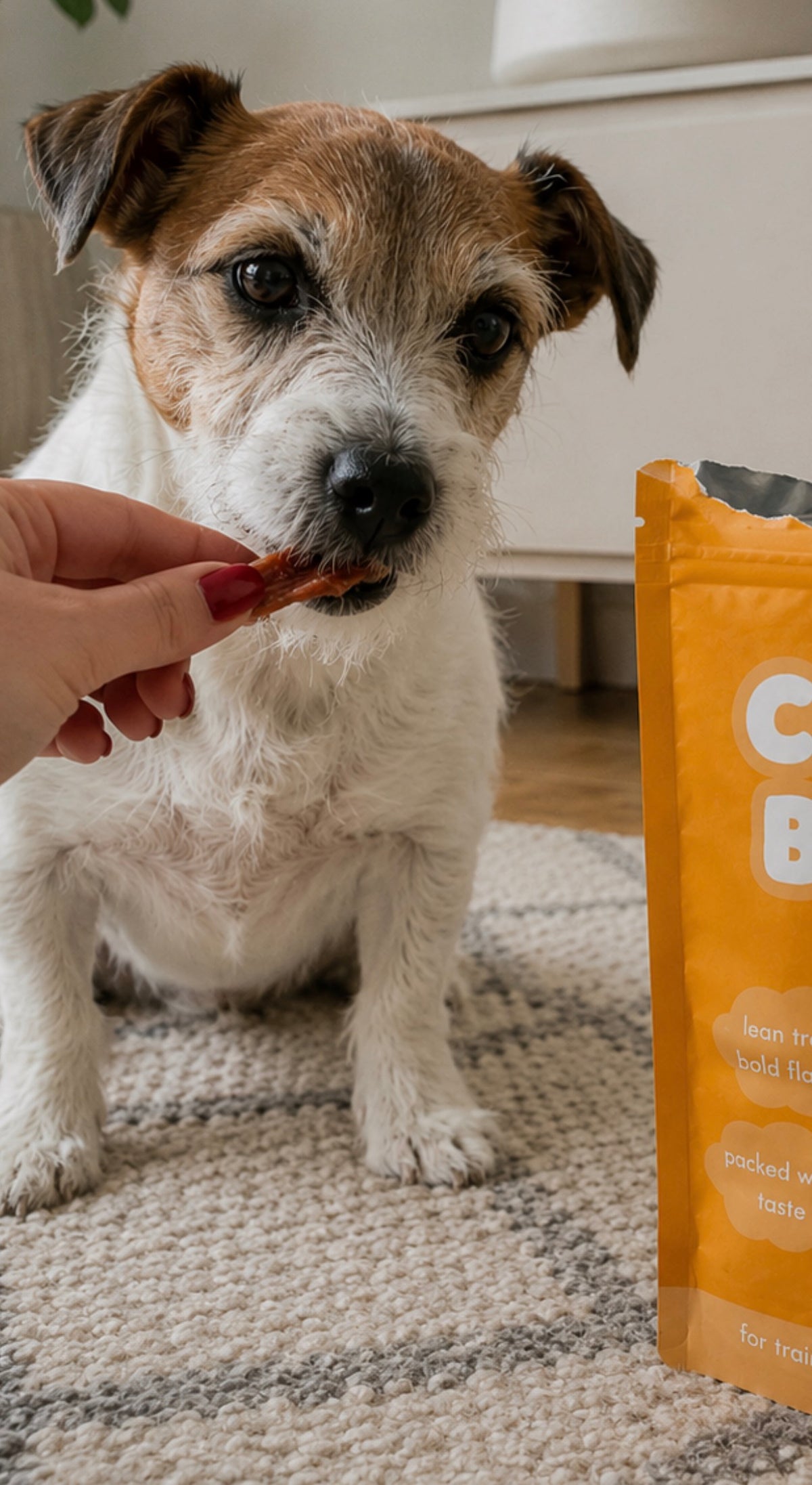 Dog being offered Bark Road Chicken Breast dog treats