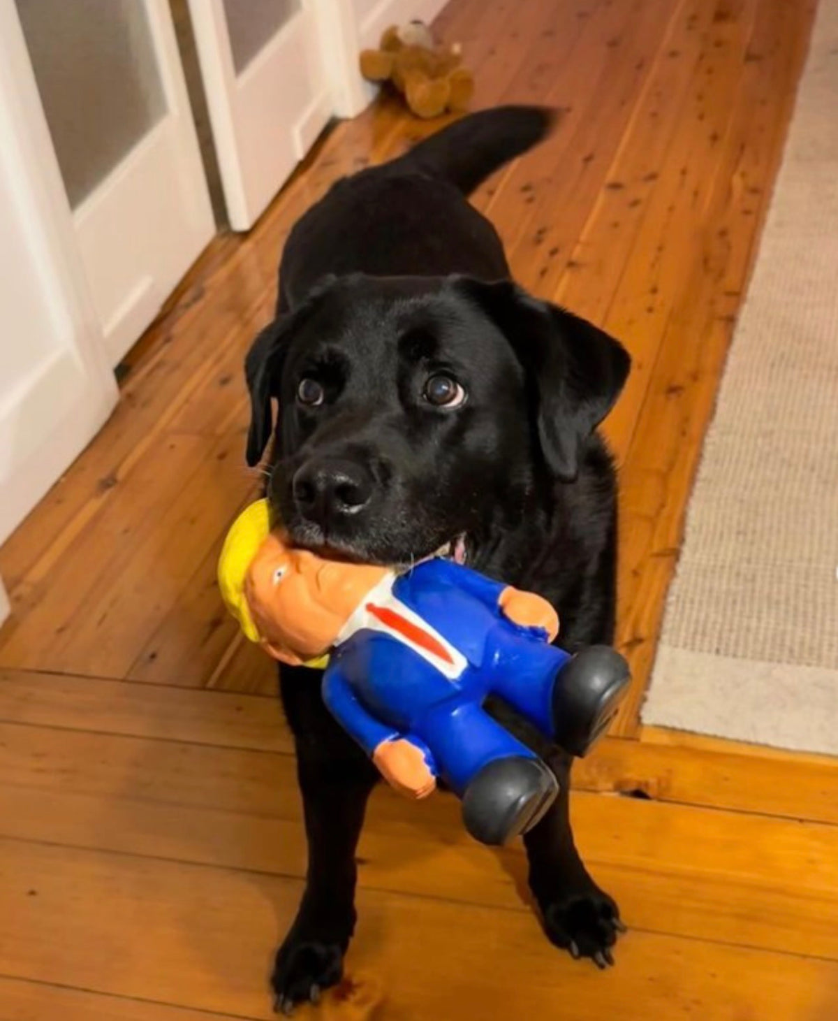 Dog playing with the Bark Road The President novelty dog toy
