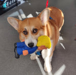 Dog playing with the Bark Road The President novelty dog toy