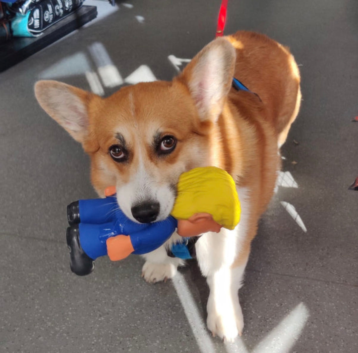 Dog playing with the Bark Road The President novelty dog toy